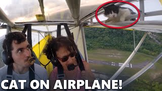 Cat Climbs on Airplane