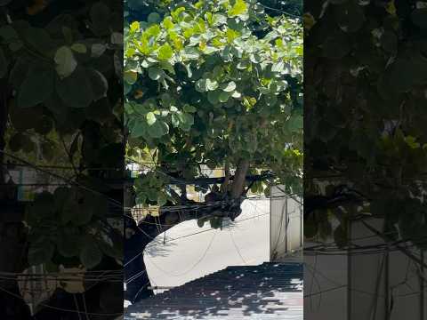 In NZ: cut the branches. In Vietnam: Who needs power poles when you’ve got perfectly good trees? 🌳⚡