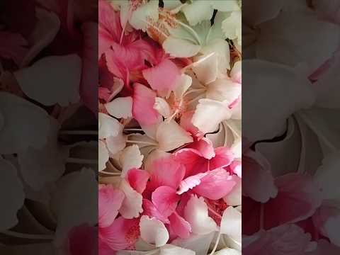 Hibiscus flowers in full bloom for morning Pooja 🌸 (ದೇವರಿಗಾಗಿ ಹೂವಿನ ಅಲಂಕಾರ 🌺)