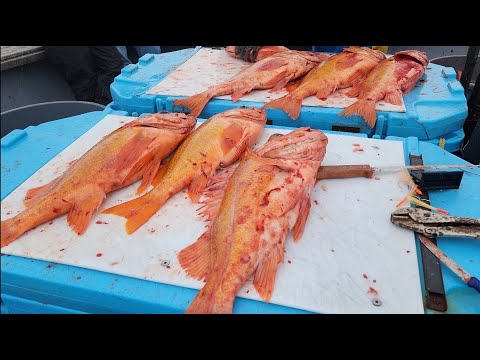 Westport Charter Fishing with my Dad for Fathers Day '22
