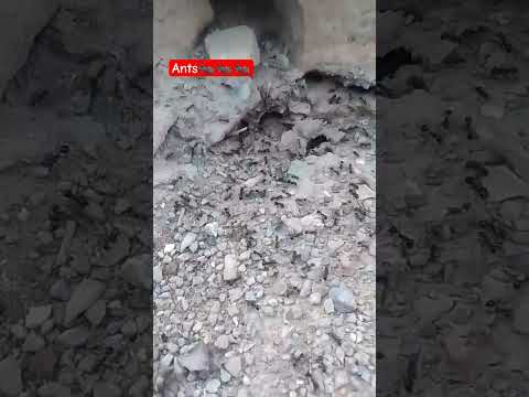 #shortviral #antsvedio #subscribe #cuteanimal #funny #unfrez
