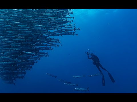 Diving Borneo 4k - Maratua Atoll