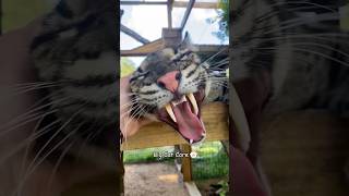 Big Cat Core😼 #cat #leopard #jaguar #animals #snowleopard #fyp #foryou