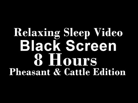 Relaxing Sleep Video Black Screen 8 Hours Pheasant & Cattle Edition