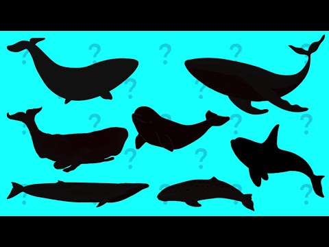 Guess the shadow of whales |Fun Educational Song for Kids