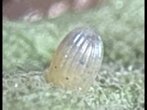 Monarch Egg about to hatch: jump to 8:30