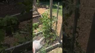 How to tell the difference between determinate & indeterminate tomatoes! #gardening #tipsandtricks