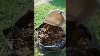 #pickitup#raking#leaves#youtubeedits