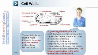 Rapid Learning: Microbiology - Microbial Classification