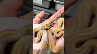 Banana Pieds 😍 #bananapied #piedballpython #ballpython #petsnake #snake #reptiles #reptilebreeder