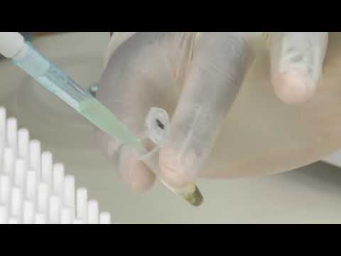 DNA Isolation Step 3 Precipitating the DNA