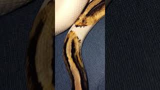 🤍#snake #viralvideo #foryou #reptiles #animals #fypシ#piedballpython