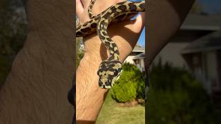 Papuan Carpet Python