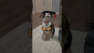 my cat gives me a million cute chirps