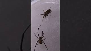 Redback spider vs Assassins Bug Insect fight