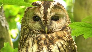 I Turned My Garden into a Haven for Wildlife and the Animals Came | My Story | Robert E Fuller