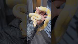 Growing beautifully 🤩 #pythonregius #royalpythons #ballpython #python #animal #exotics #snake #pets