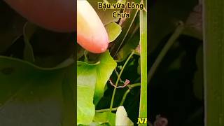 Bậu tìm đến tui#dancatrutinh #danca #nhạcquêhương #cover