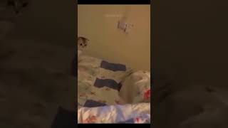 Vidéos d'animaux drôles 2022 😂 - Vidéos de chiens et de chats les plus drôles 😺😍 - Compilation