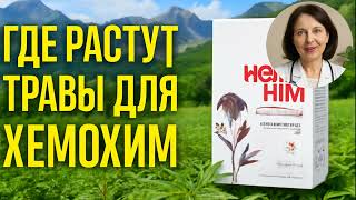 Где собирают самые ценные травы для Хемохим❓