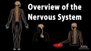 Overview of the Nervous System, Animation