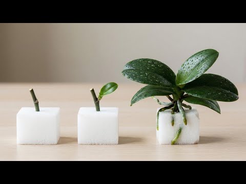 Few people know that propagating orchids is easy with just a piece of foam!