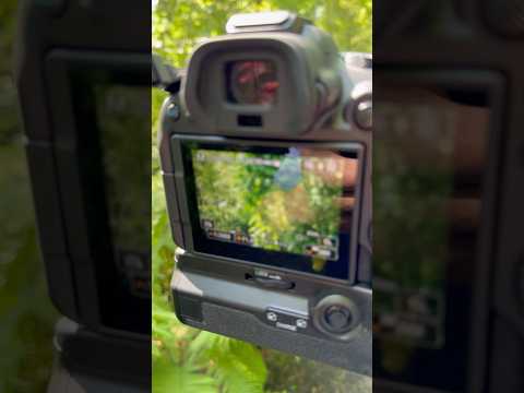 Camera Gear: Canon EOS R6 Mark II #canoneos #canon #camera #r6