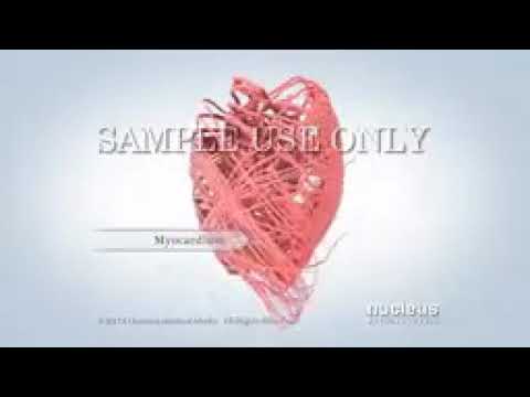 Anatomy of the Heart 144p
