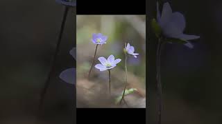 Tiny signs of spring you might miss #shorts #springvibes #naturemoments #signsofspring #flowers