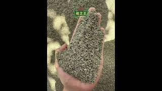 2023 Crop Chinese Cumin is In Season ! 🇨🇳wa me: +86 13708927132 #cumin #chinesecumin #cuminfactory