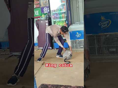 Snake Attack in Public Area 😔 #snake #Cobra #Kingcobra #viral #trending #shorts #accident