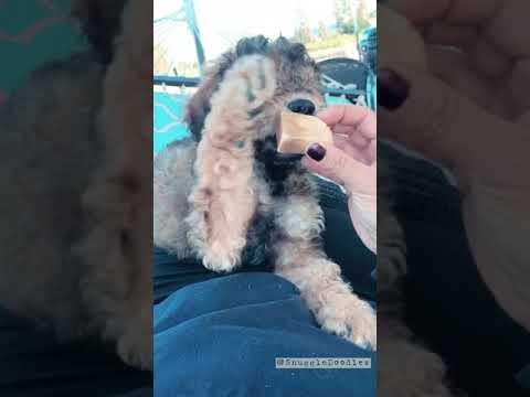 Mini Aussiedoodle Puppy Learning to Chill on a Hammock