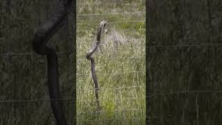 Snake gets a taste of electric #snake #electric #shock #shorts #shorts2023 #crazy #lol