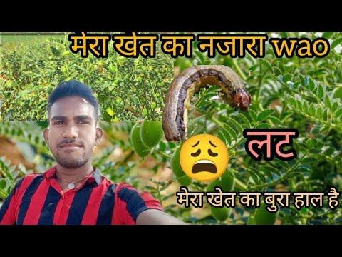 मेरा खेत #viralvlog United vijender vlogs #khetvlog myfirstvlogviral
