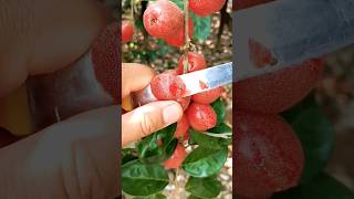 #short #satisfying #agriculture #agritools#farming2024  #youtubeshorts #EliteShortsUnleashed #1407
