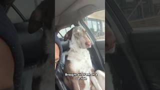 #carride #cutedog  #doggie #shorts #shortsvideo  #foryou #dogshorts