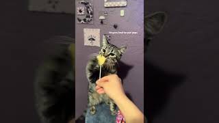 Feeling snacky, feeling feral 🍭 (📸: @savagepatch_)⁠