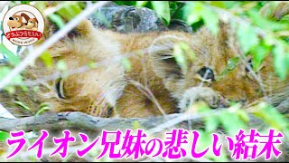 ライオン大家族が獲物を狩る…しかしそれができない親子は？幼な子を待ち受ける悲しい結末…知られざるライオンの現実とは…(羽仁進のマザーアフリカ⑬)【どうぶつ奇想天外／WAKUWAKU】