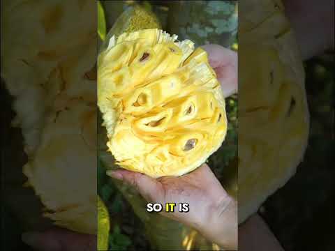 Tropical Fruits "Jackfruit"