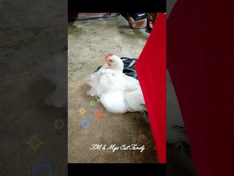 Sweety's feather floats on the wind 🐥❤️❤️ #chicken #cute #shorts