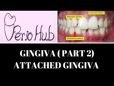 GINGIVA - Attached Gingiva