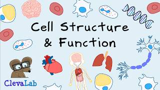 Understanding Cell Functions in the Human Body.