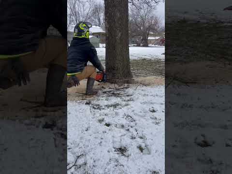 Stihl 400c cutting down Ash #arborist