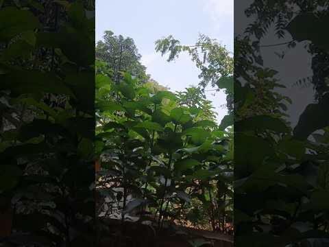 1 First Minivlog #railwaylocopilot #firstvlog #indianlocopilot #locopilotwife