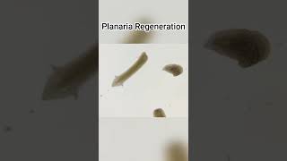 From Fragment to Full Body | How Planaria Regrow Everything!