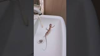 Girgit dance | chameleon | chameleon dance | #shorts #dance #chameleon #funny