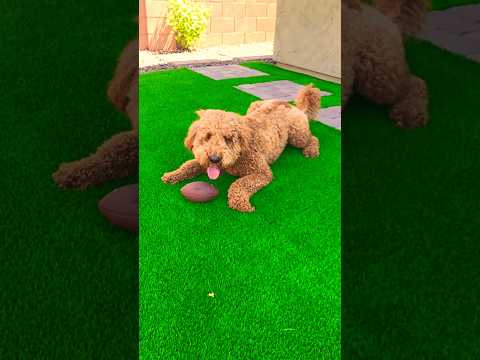 Dog fetch Slow Motion! #slowmotion #goldenretriever #dog #viral #shorts