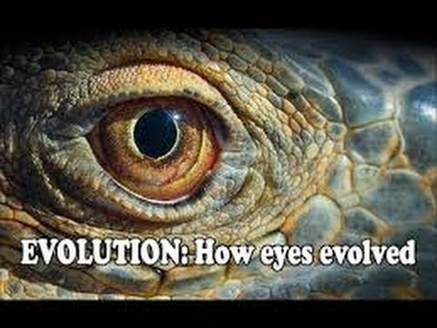 THE EVOLUTION OF EYES - DOCUMENTARY 2016 HISTORY