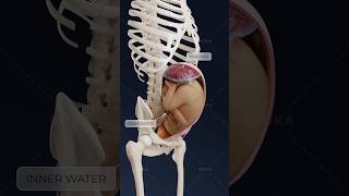 What is an oblique fetal lie and how does it affect delivery? Obstetrics in 3D