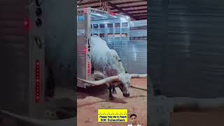 bade Singh wala #song  #love #bollywood 😝 #bull #automobile #animals 💖